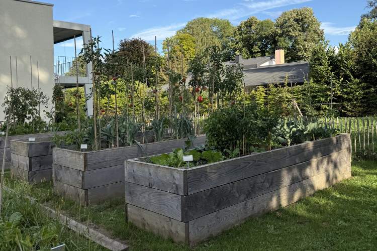 Photo jardin potager
